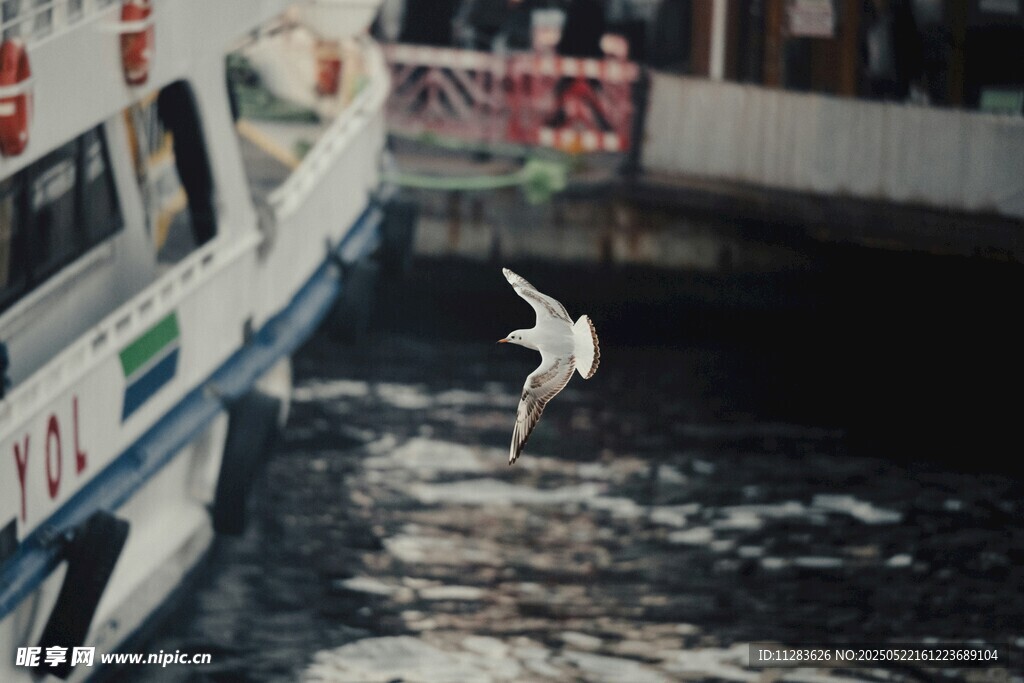 海鸥伴船翔于水面