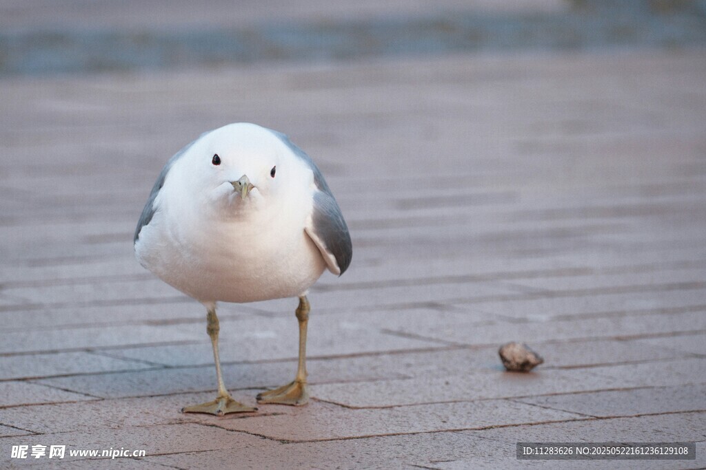 人行道上的孤单海鸥