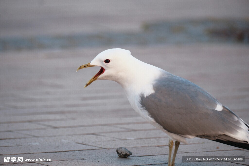 张嘴的海鸥立于地面