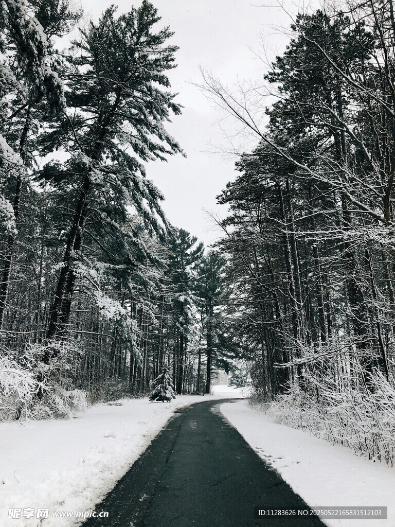 雪覆林间路