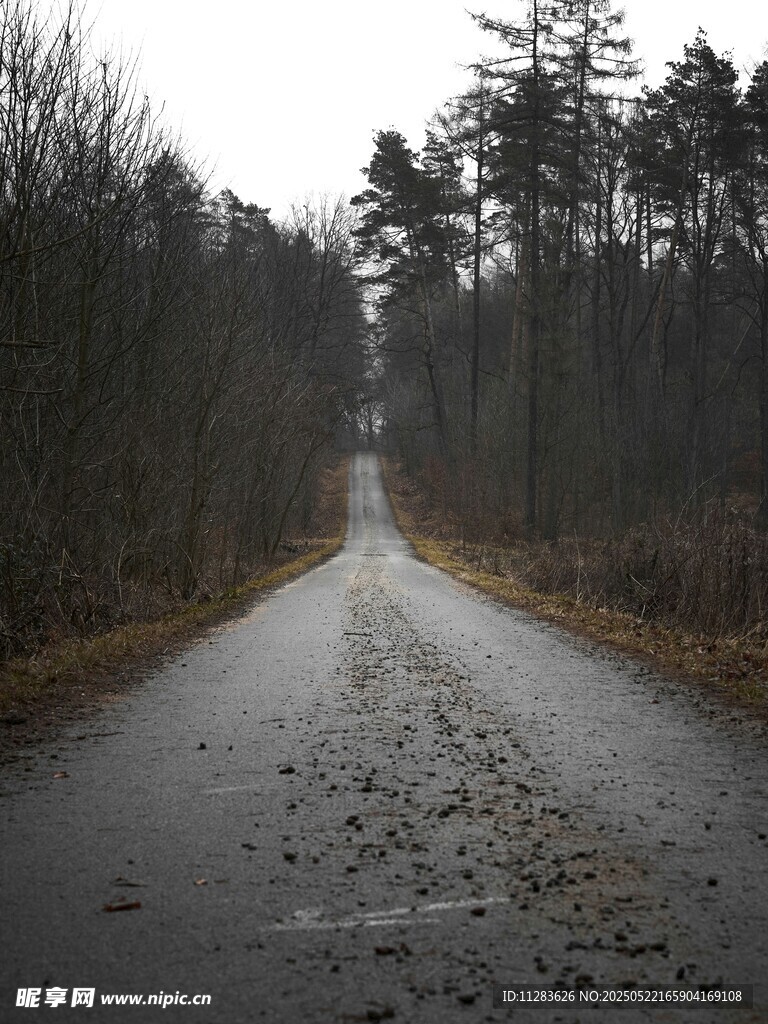 雨后林间湿路