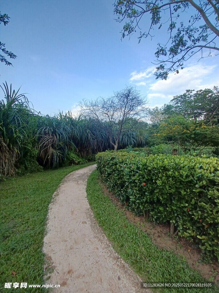 蜿蜒小径旁的绿植景观