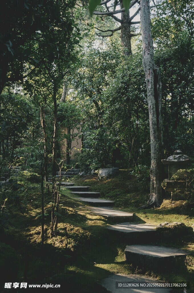 静谧林间石板小径景观
