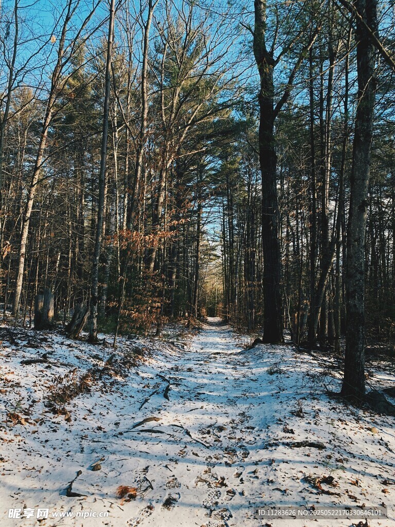 冬日林间雪覆小径