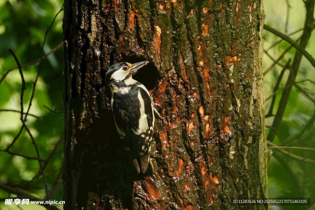 树干上的啄木鸟