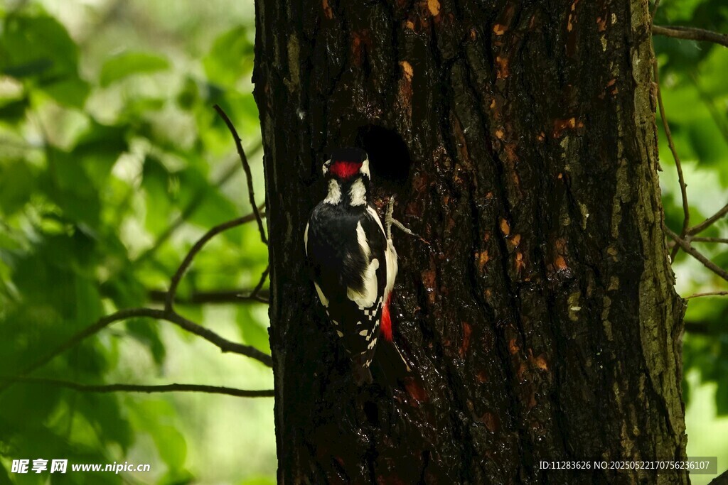 树干上的啄木鸟