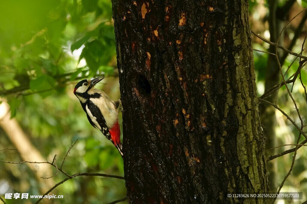 啄木鸟栖息于树干上