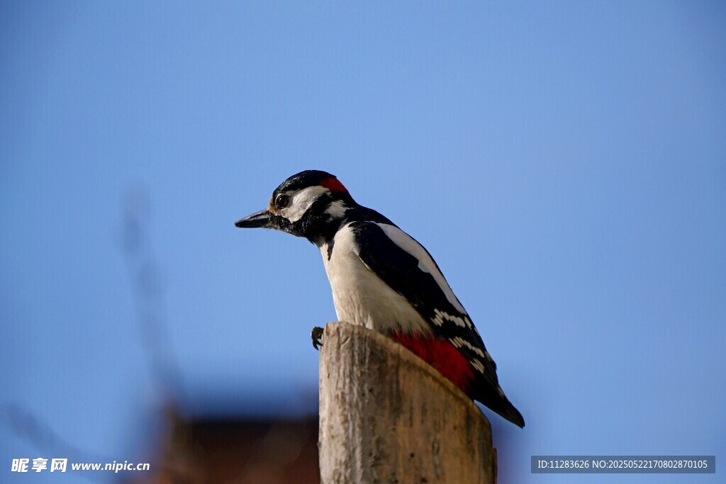 木杆上的啄木鸟