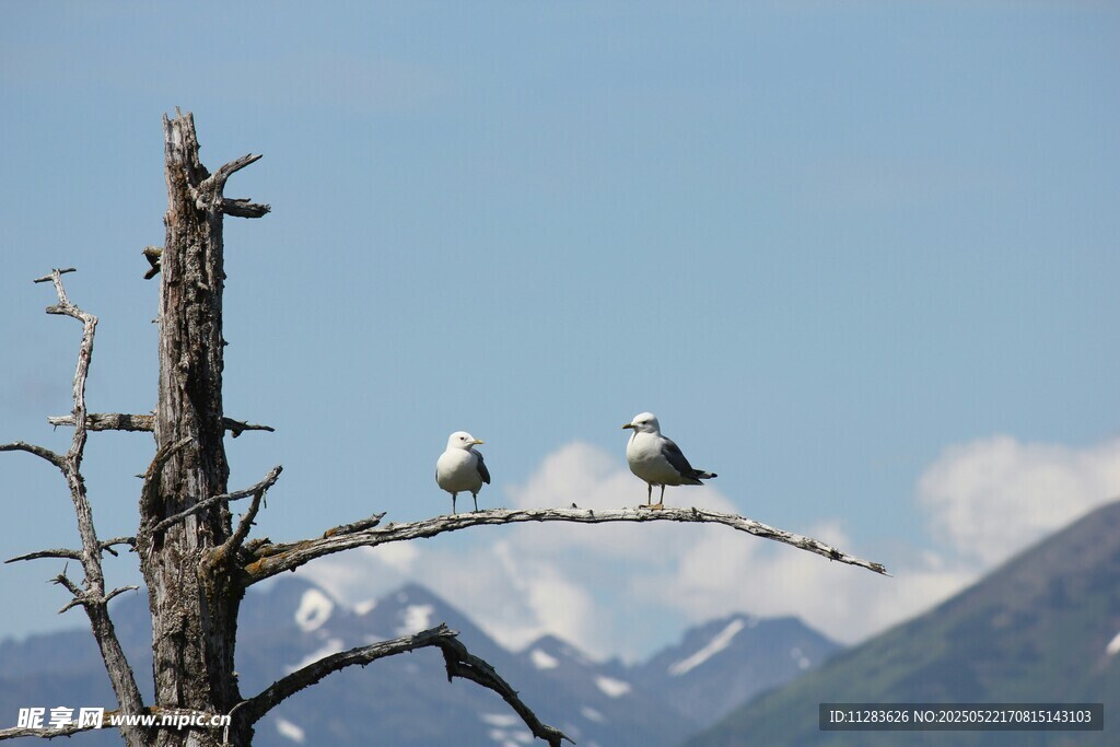 枯树上的白头海雕
