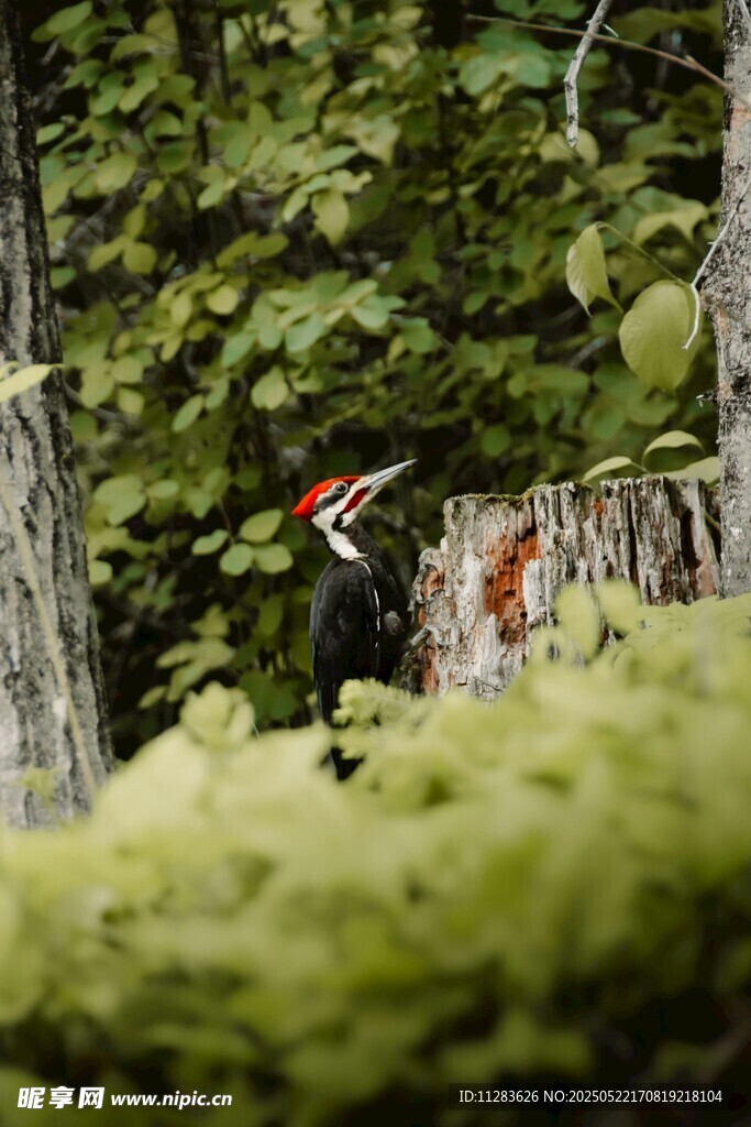 森林中啄木鸟立于树桩