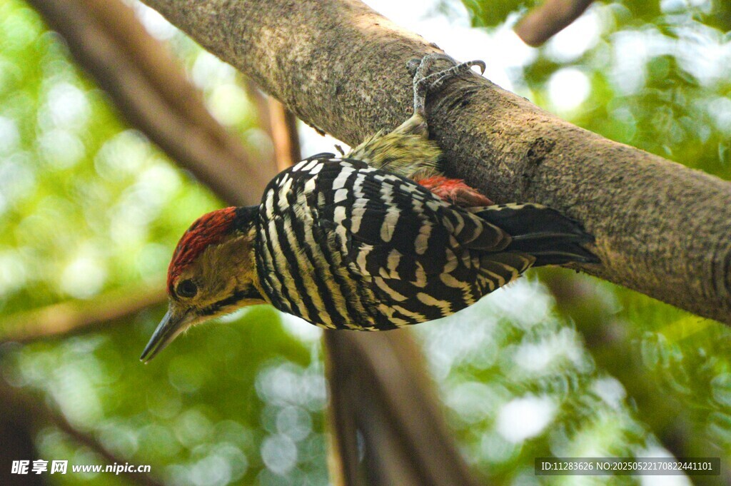 倒挂树枝的条纹啄木鸟