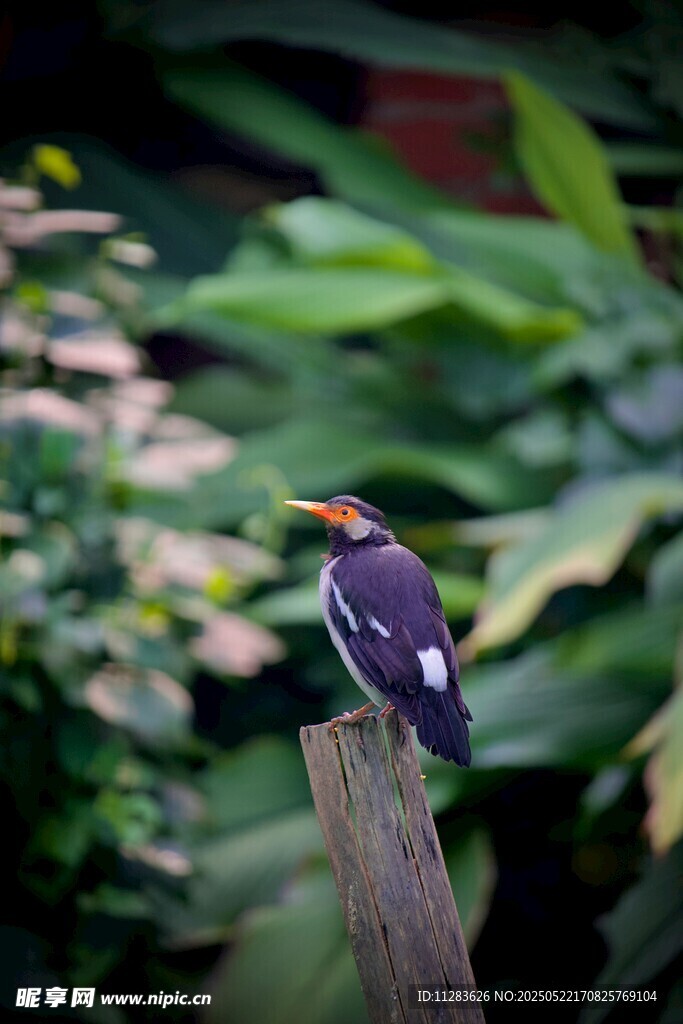 枝头彩鸟栖于绿植间