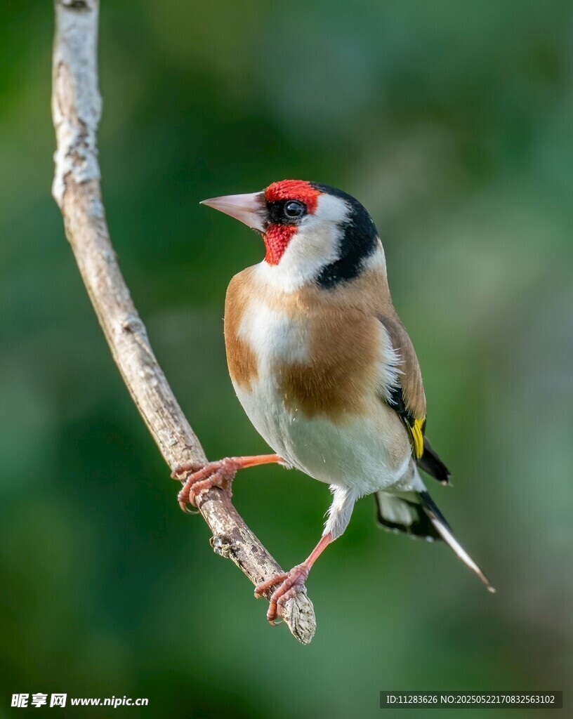 金翅雀栖息枝头