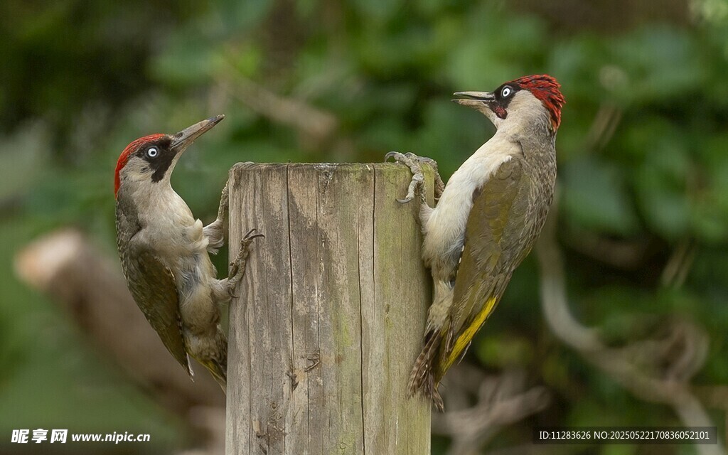 啄木鸟立于木桩上