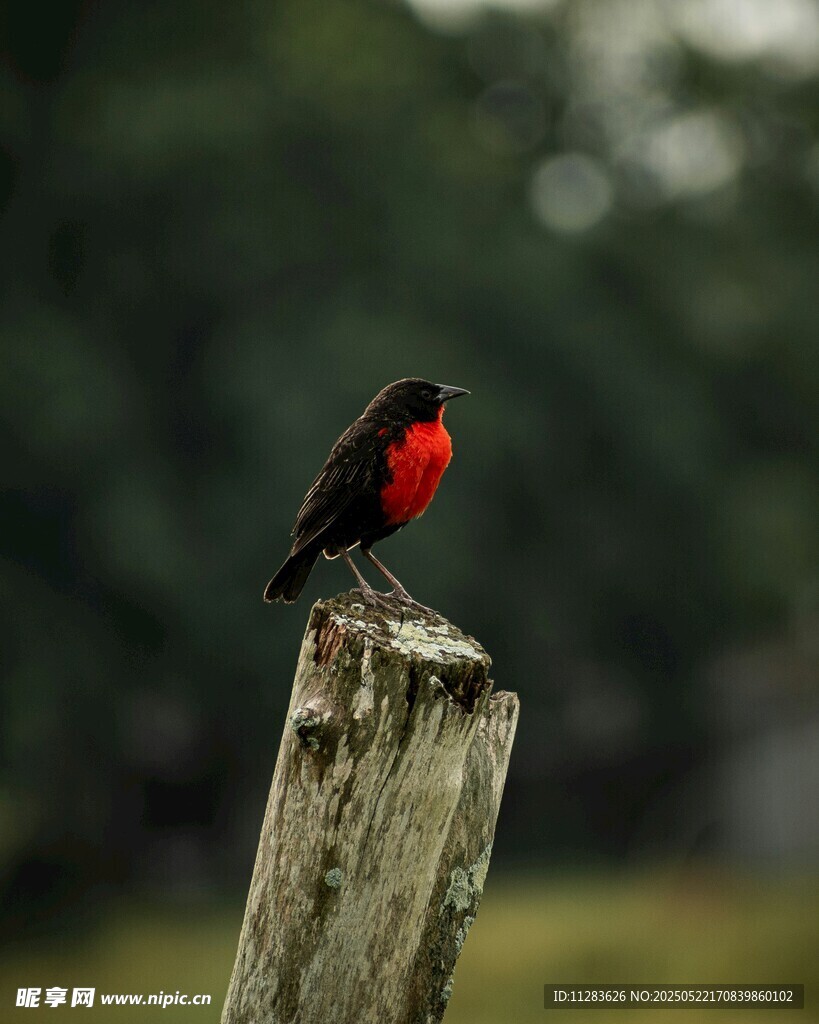 木桩上的红黑相间小鸟