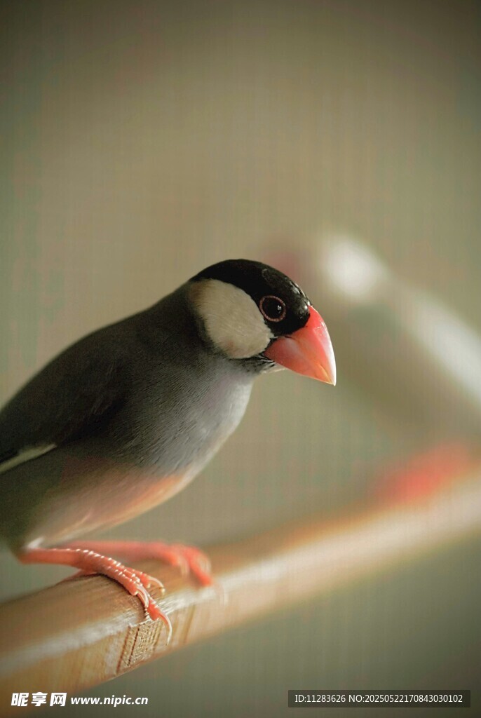 黑喉草雀栖息于杆上