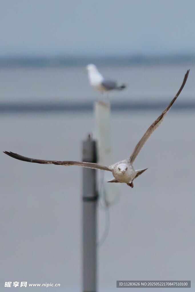 海鸥展翅飞翔于海面