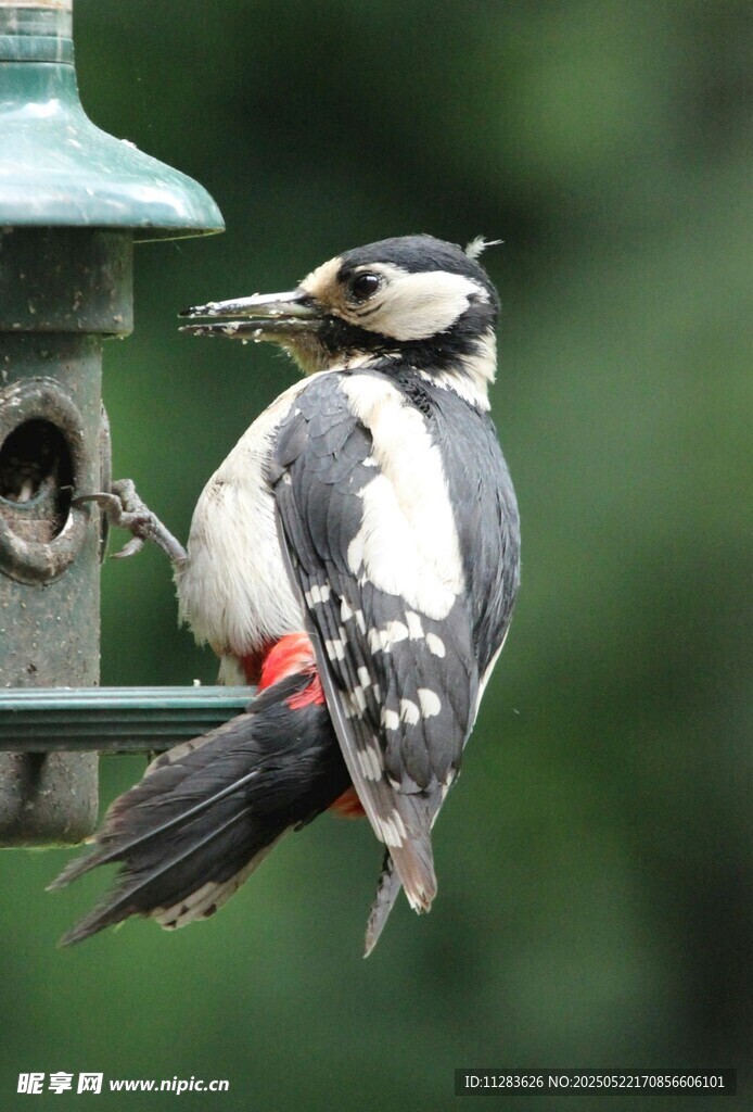 啄木鸟立于喂食器旁