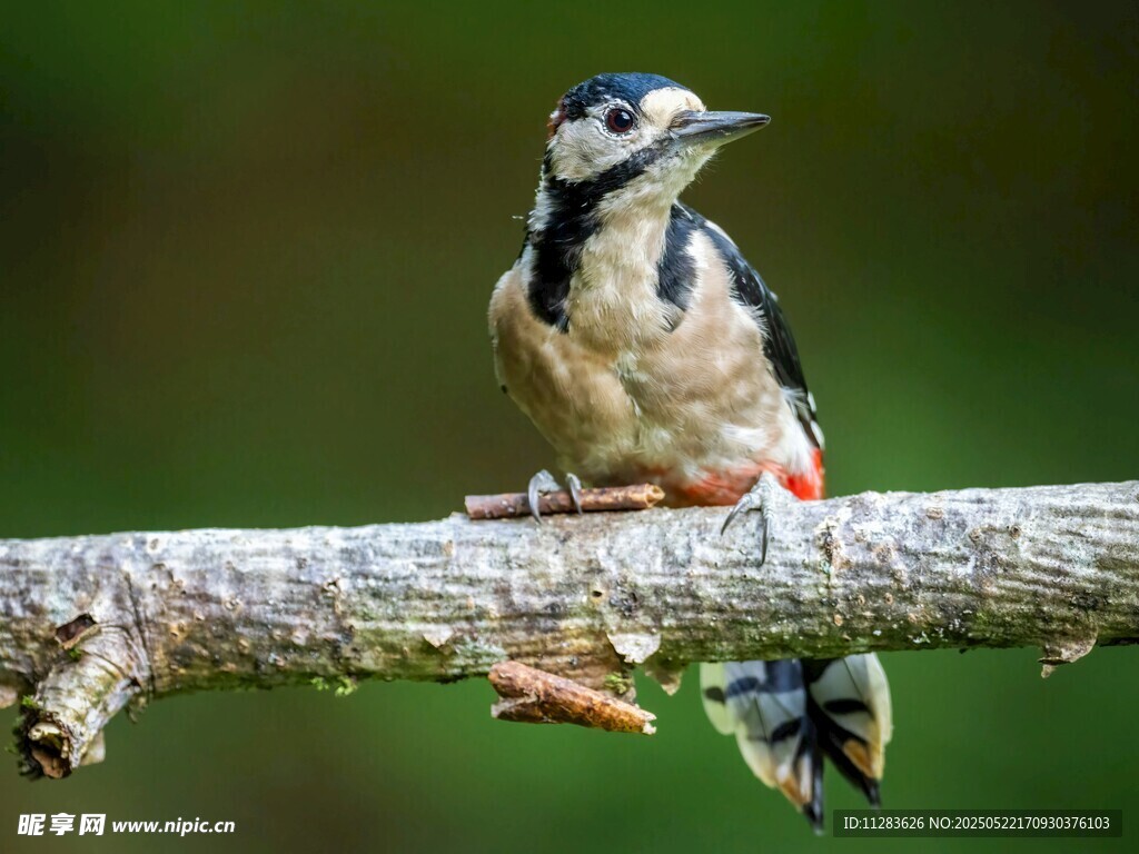 栖息枝头的啄木鸟