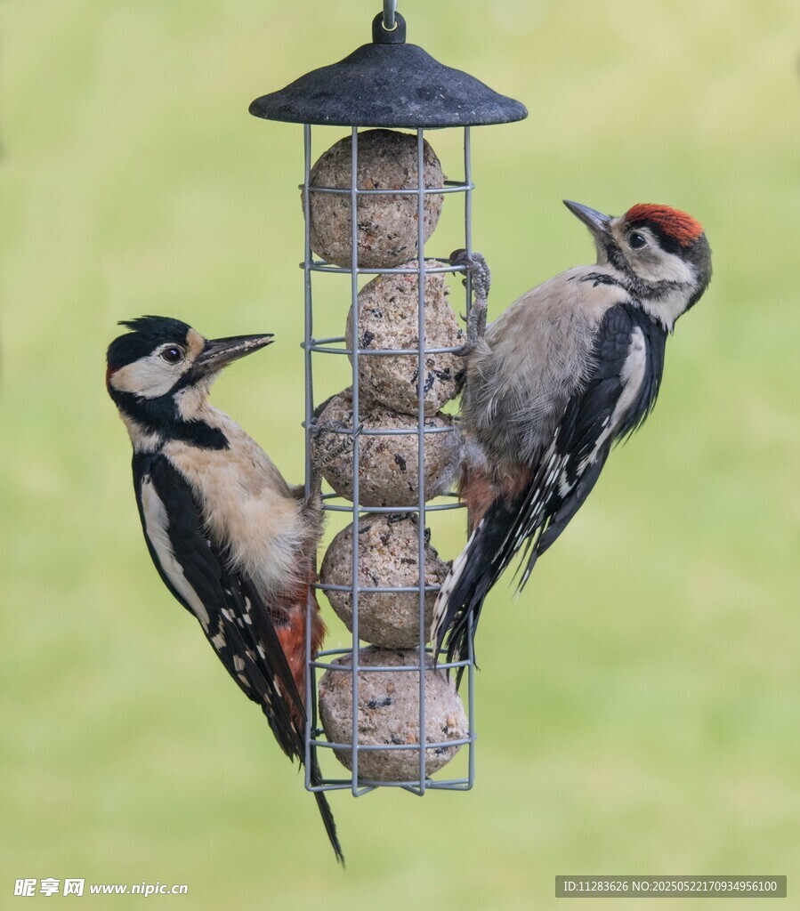 啄木鸟在喂食器上进食