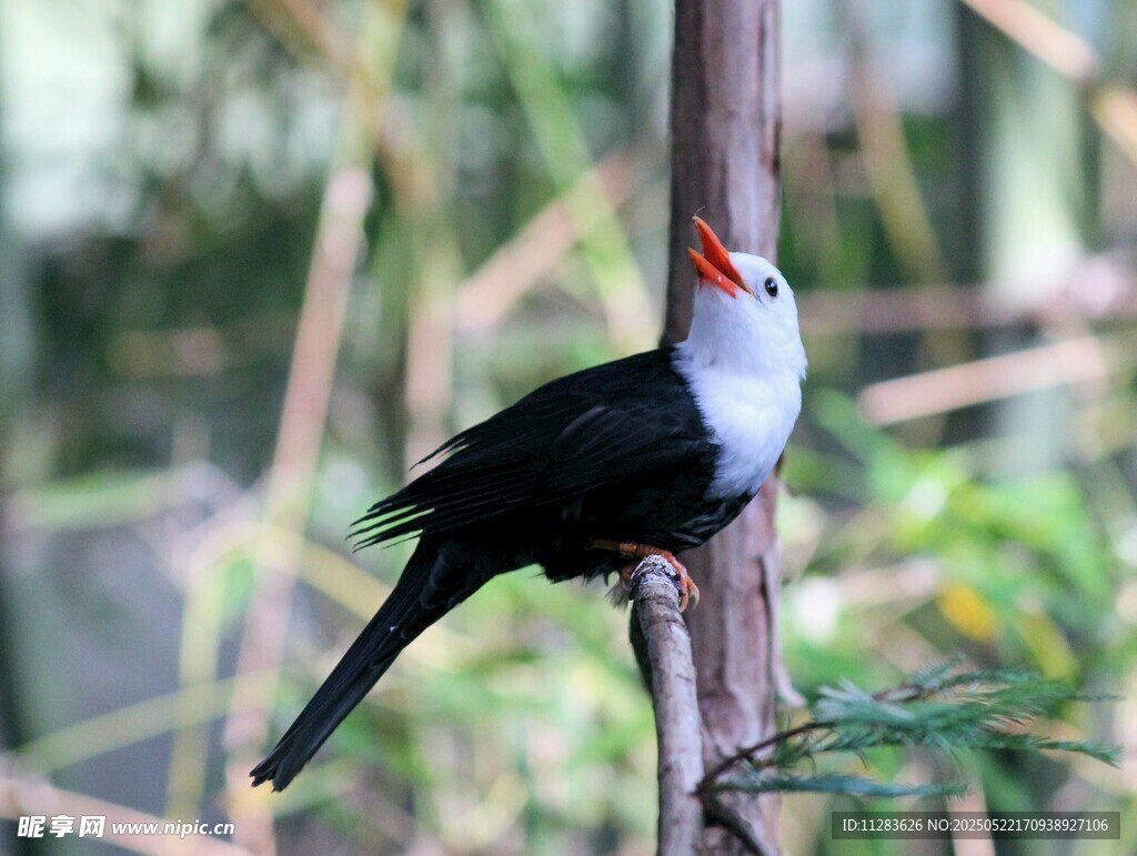 枝头的黑白羽鸟