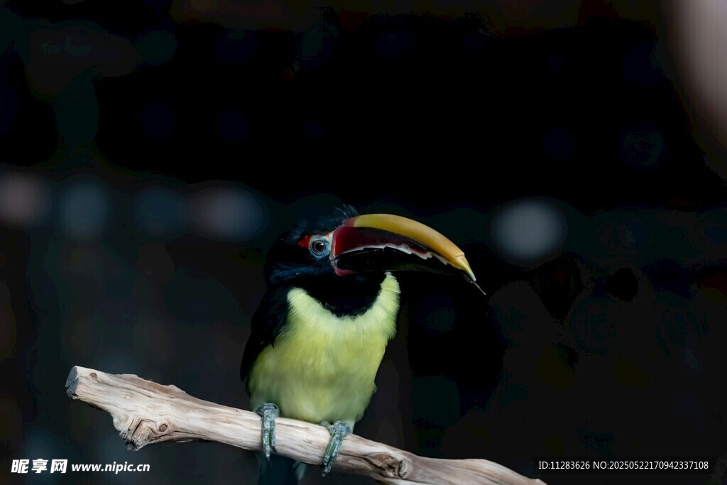 巨嘴鸟栖息枝头