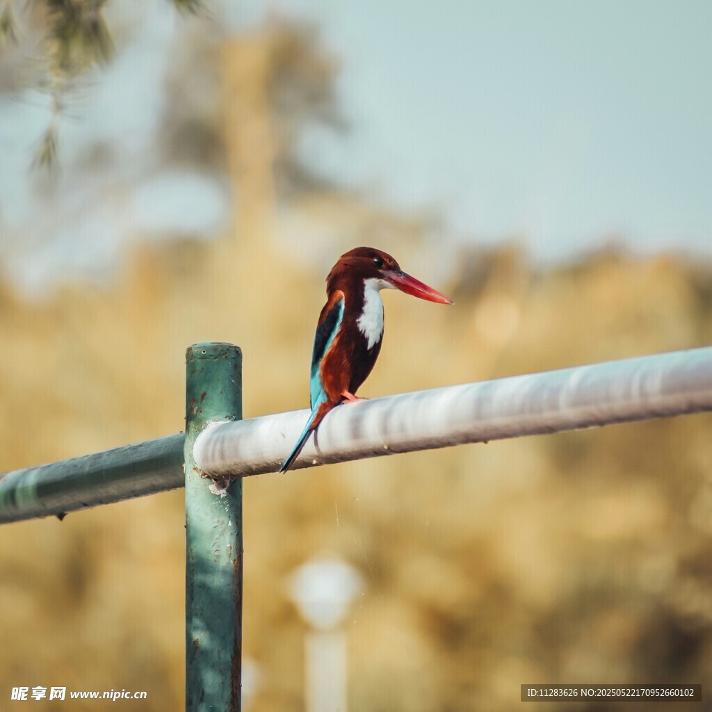 栖息在栏杆上的彩色小鸟