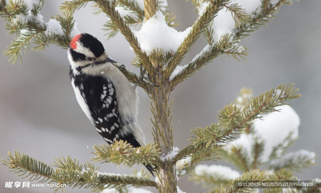 雪枝上的啄木鸟