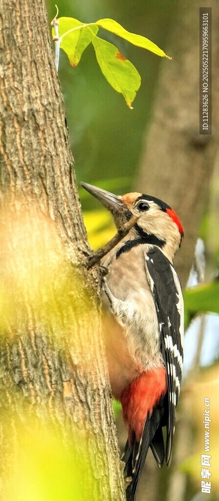 啄木鸟树干上专注觅食