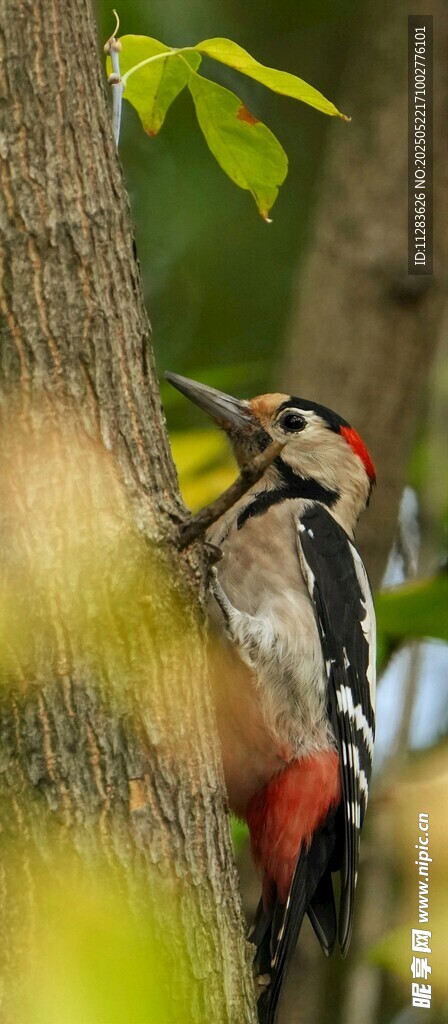 啄木鸟树干上专注觅食