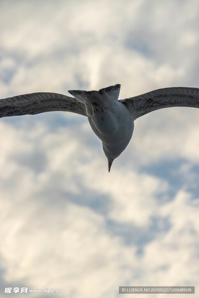 翱翔天际的飞鸟