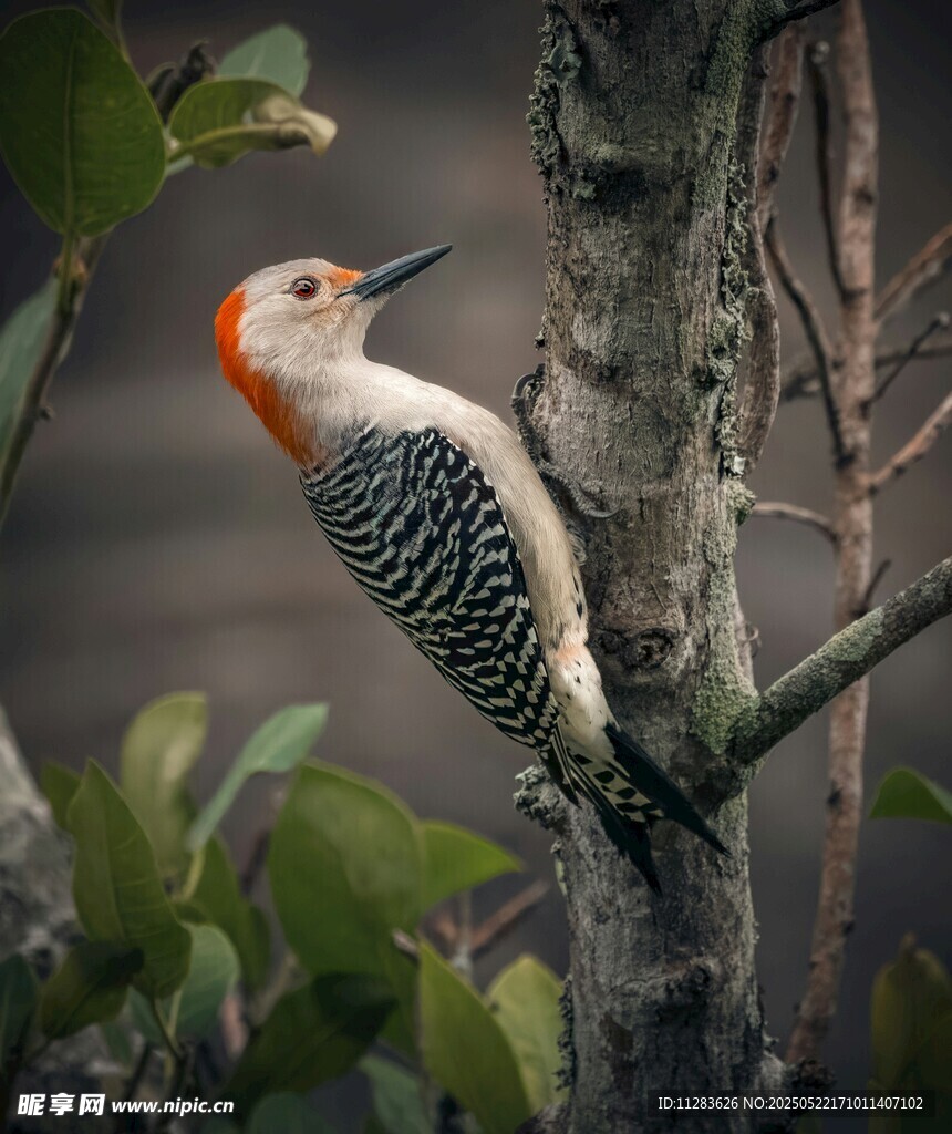 红冠啄木鸟栖息于枝头