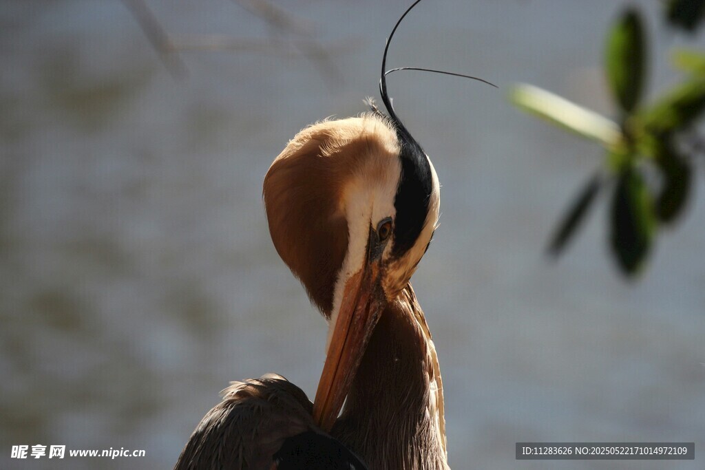 鹭鸟整理羽毛瞬间