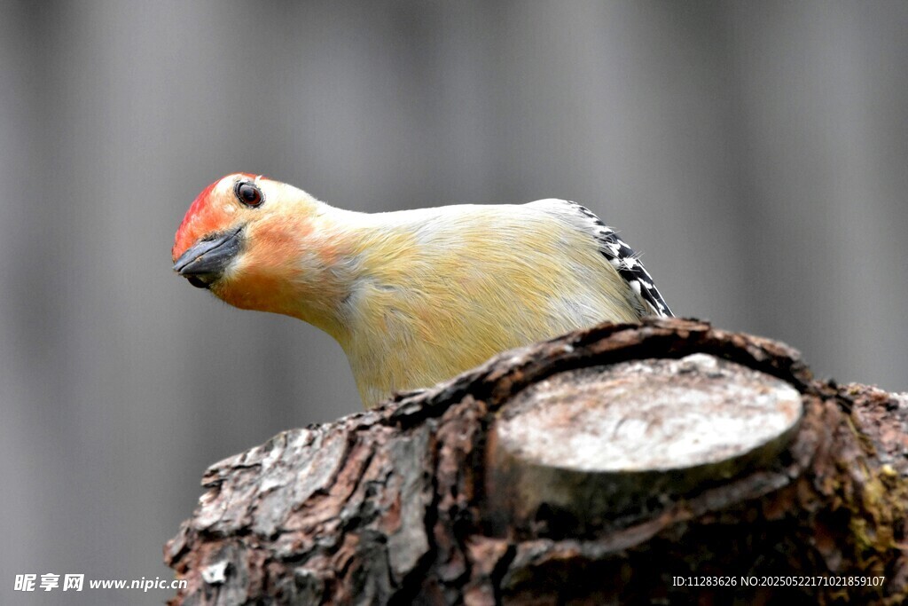 枝头彩羽小鸟特写
