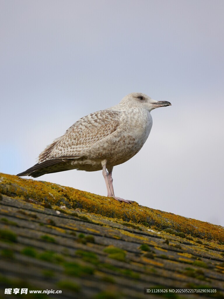 屋顶上的海鸥