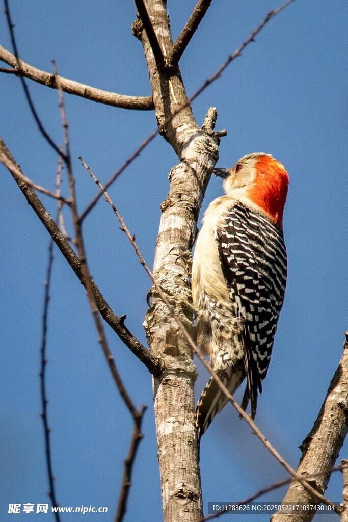 红顶啄木鸟栖息于枝头