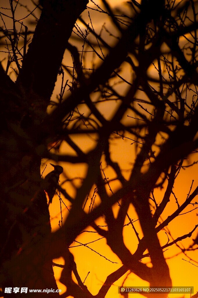 夕阳下的枯树剪影