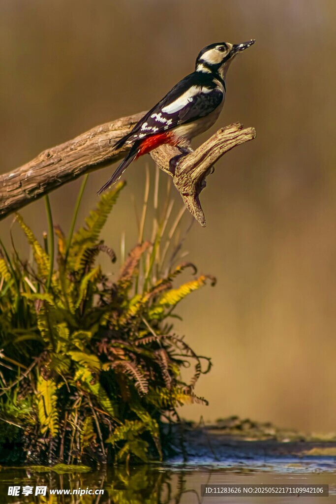栖息枝头的啄木鸟