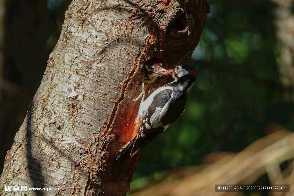 树干上的啄木鸟