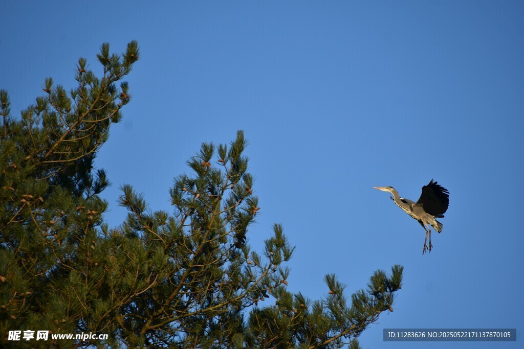 飞鸟掠过葱郁树梢