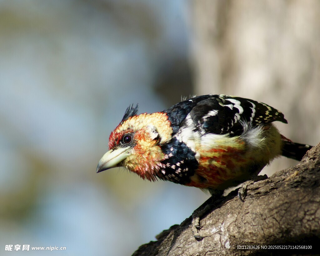 多彩小鸟栖息于树干