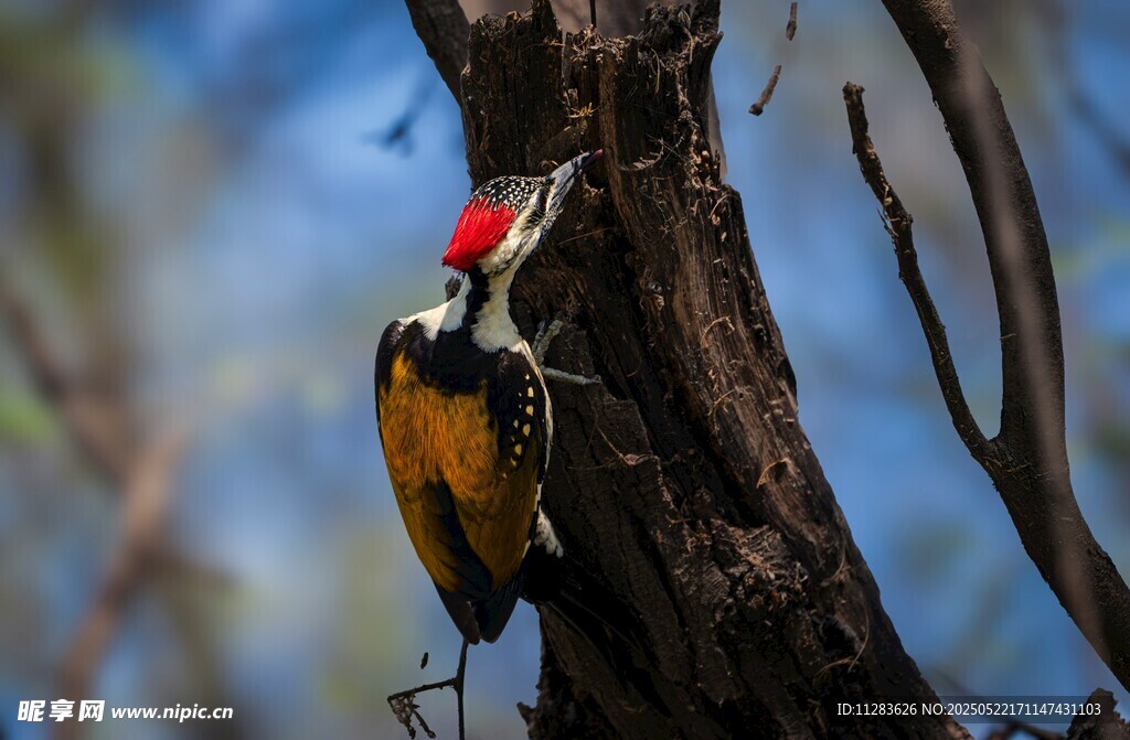 树干上的啄木鸟