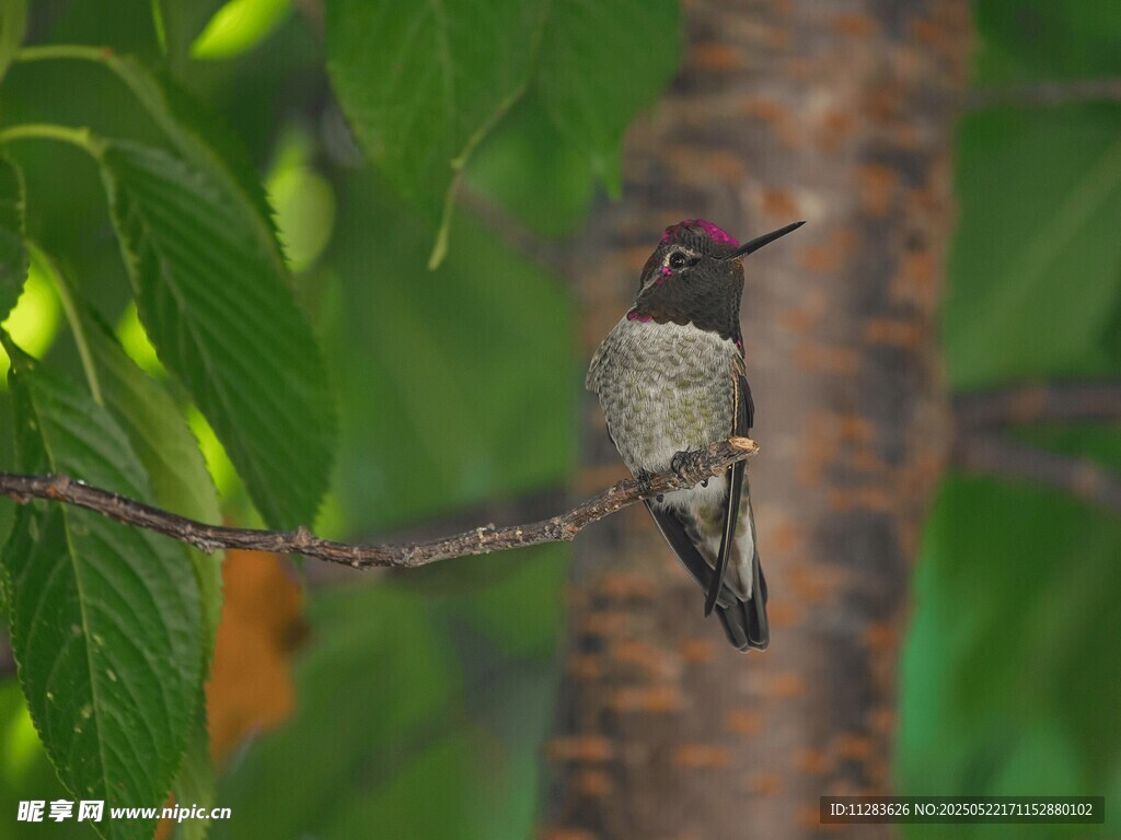 枝头休憩的蜂鸟
