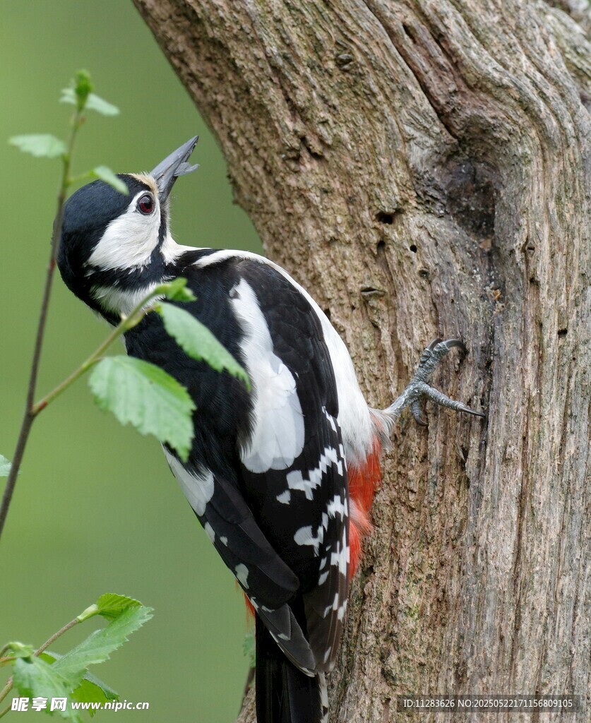 啄木鸟栖息树干瞬间