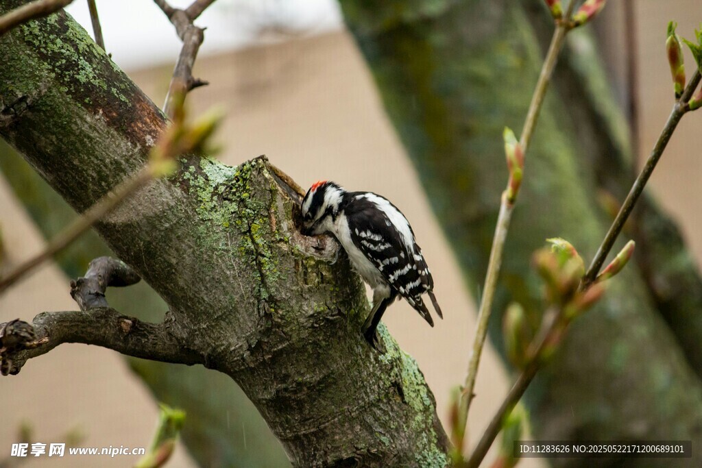 树枝上的啄木鸟