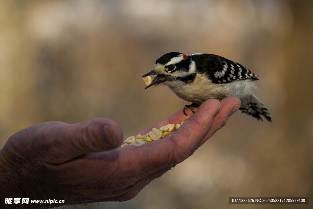 手心上的啄木鸟喂食瞬间