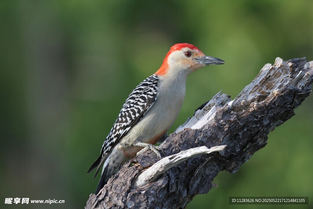 红顶啄木鸟栖息于枝头