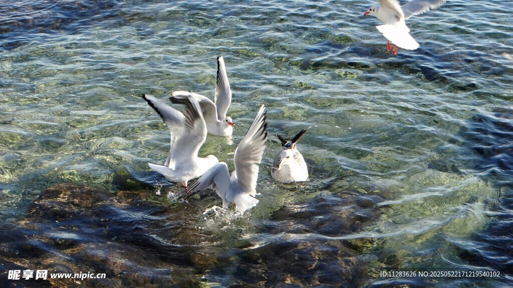 海面上嬉戏的几只海鸥
