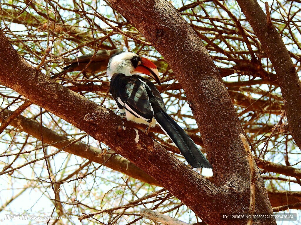 枝头的美丽鸟儿