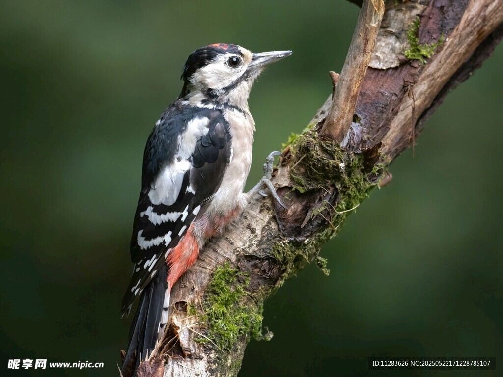 栖息于树枝的啄木鸟